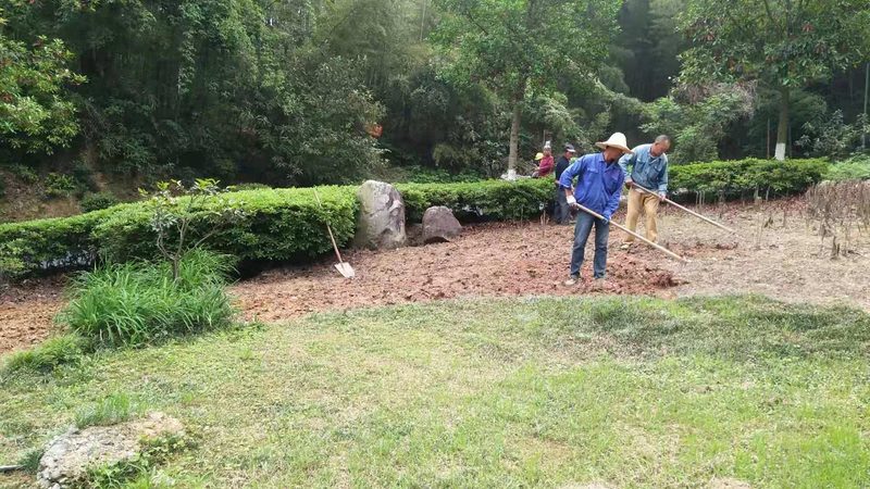 屋顶绿化植物如何选？四大要点助力打造生态家园